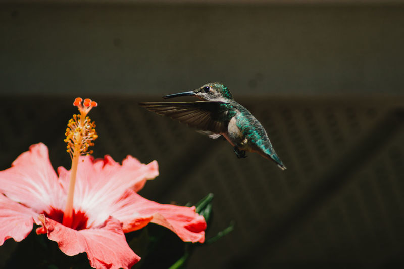 Hummingbird on a hibiscus
