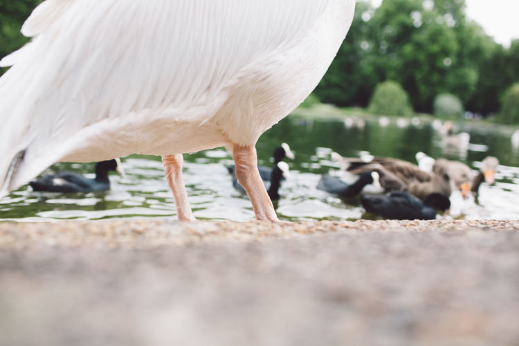 Cropped image of pelican perching at lakeshore