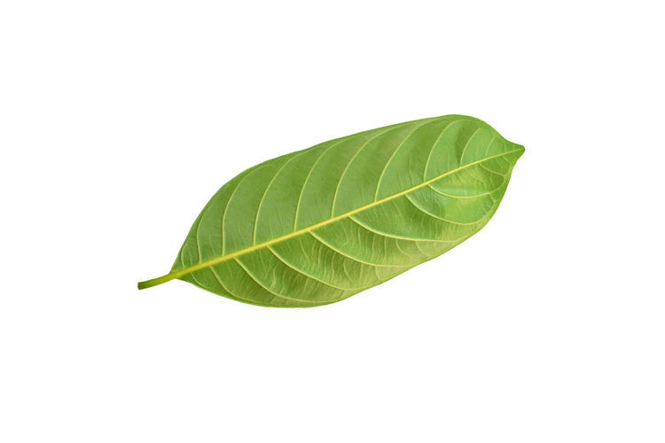 Close-up of leaf against white background