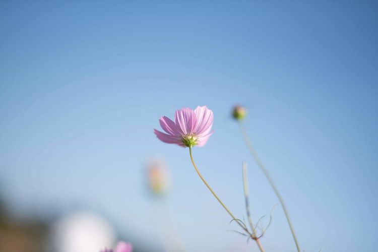 Close-up of pink cosmos flower against clear sky