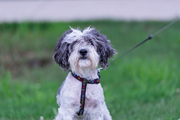 Portrait of a dog on field