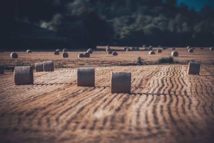 Hay bales on farm