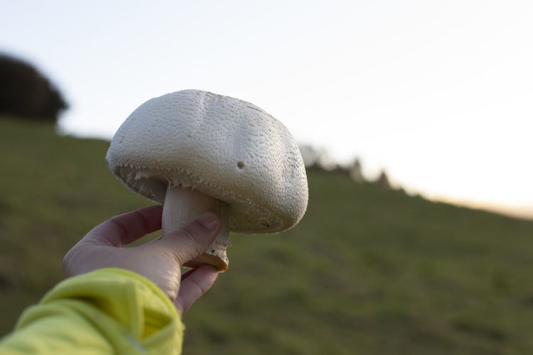 Woman is holding an agaricus arvensis