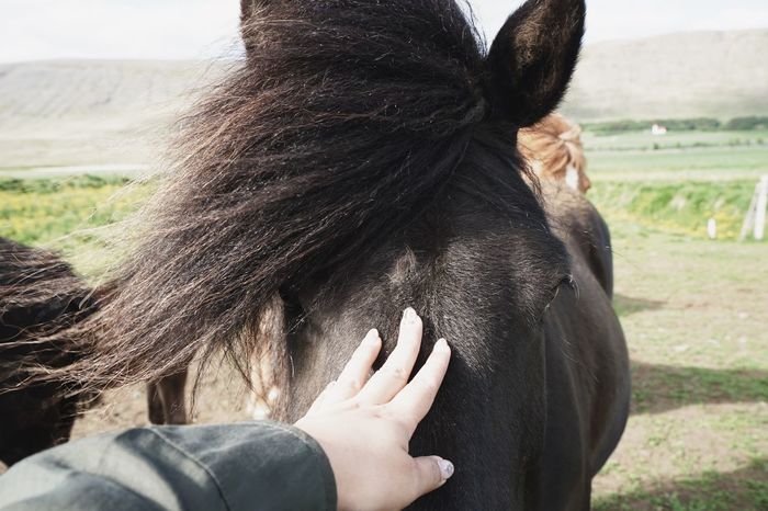 Cropped hand touching horse