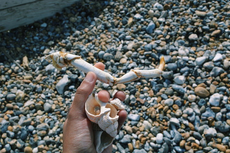 Cropped hand holding animal shell and claw over pebbles