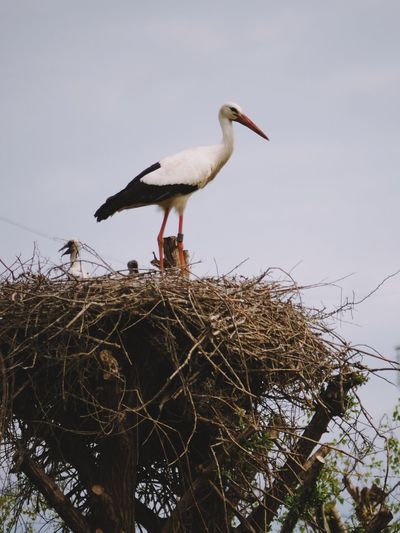 Low angle view of bird perching on pole against clear sky