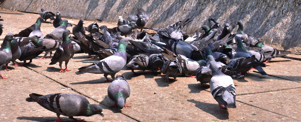 High angle view of pigeons