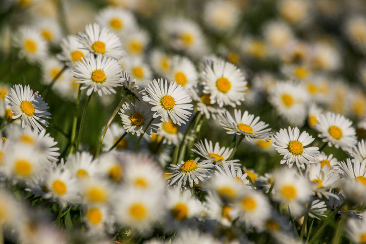 Close-up of white daisy flowers