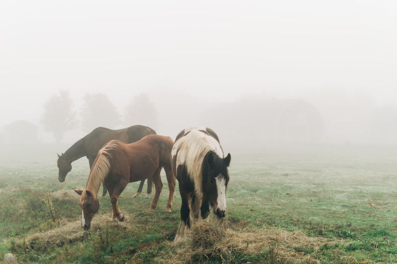 Horses in fog