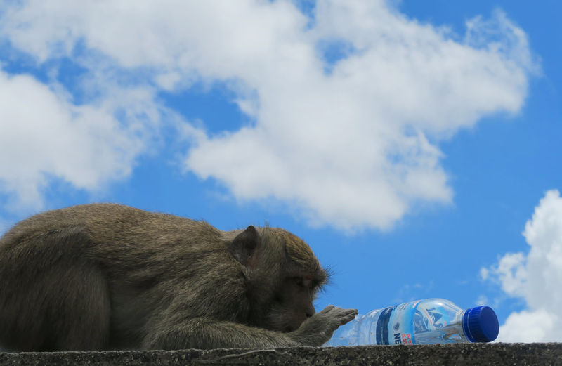 Monkey with bottle against sky on retaining wall