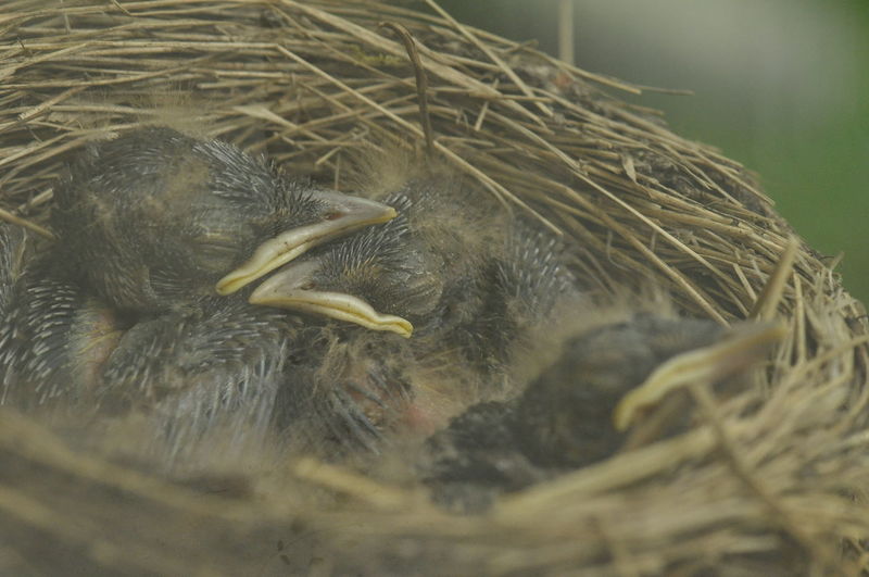 Close-up of birds in nest