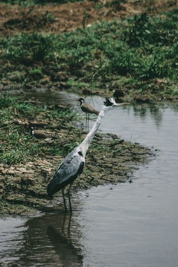 High angle view of gray heron perching on lake