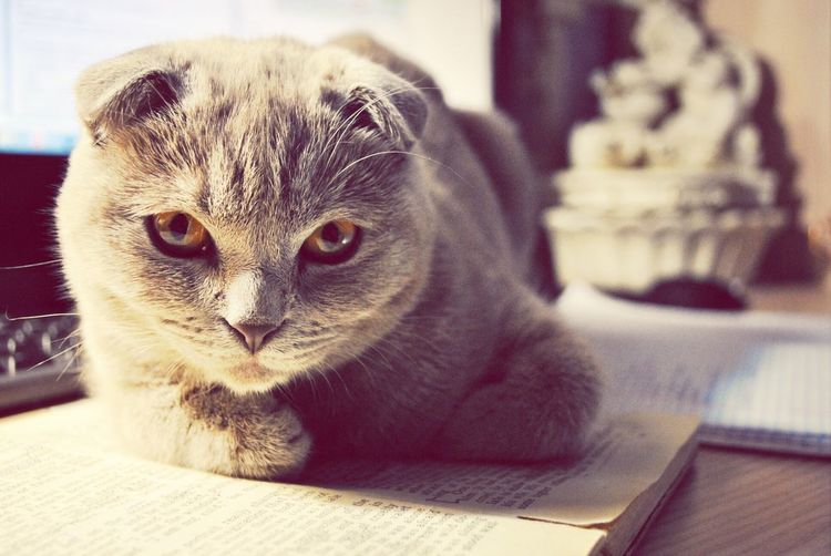 Close-up portrait of cat relaxing on book at home