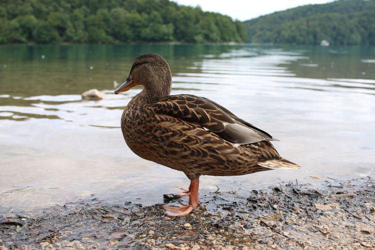 Mallard duck on lakeshore
