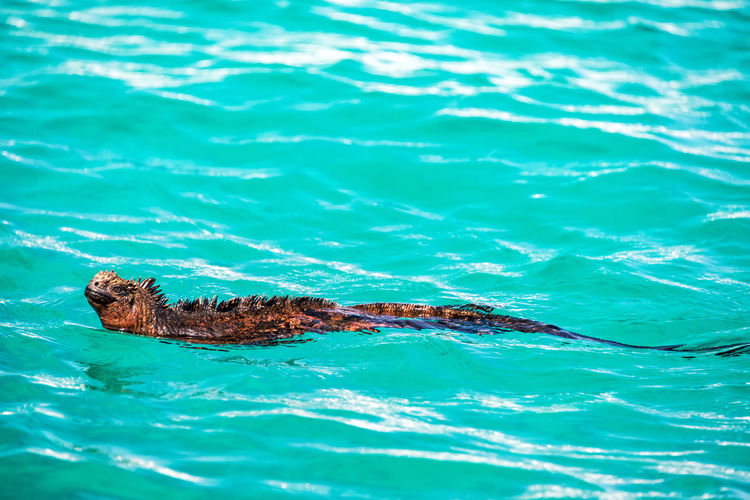 High angle view of marine iguana swimming in sea at galapagos islands