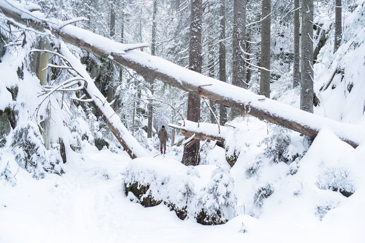 Snow covered trees
