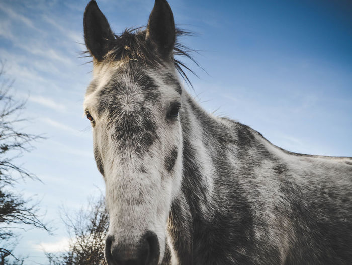 Close-up of a horse