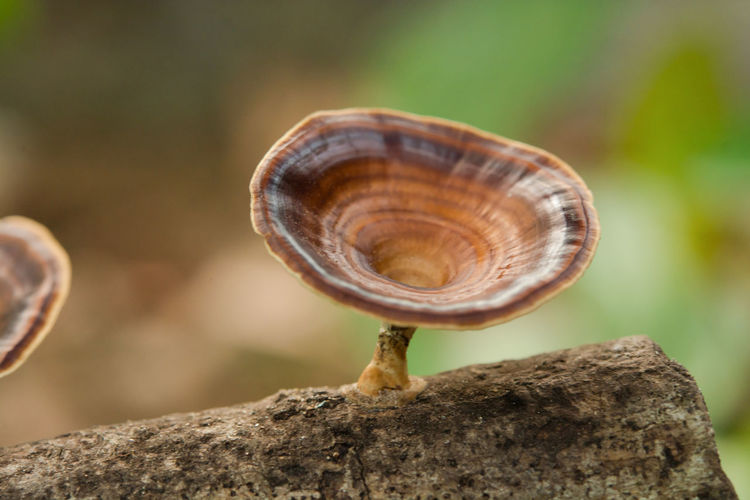 Brown mushroom microporus xanthopus kuntze on tree branch