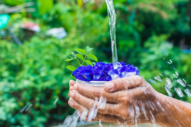 Cropped image of hand holding blue flower pot under running water