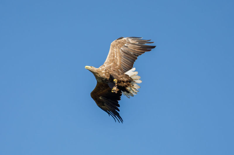 Low angle view of eagle flying in sky