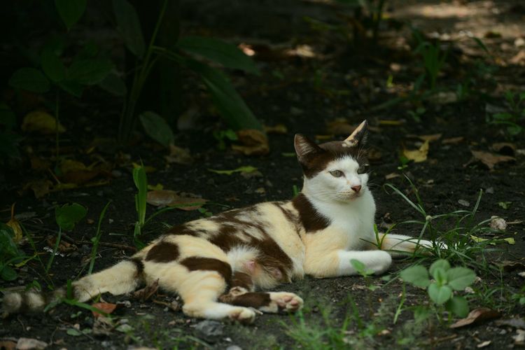 View of a cat lying on field