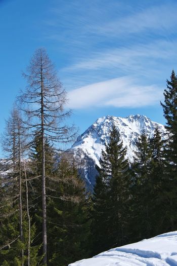 Pine trees on snowcapped mountains against sky