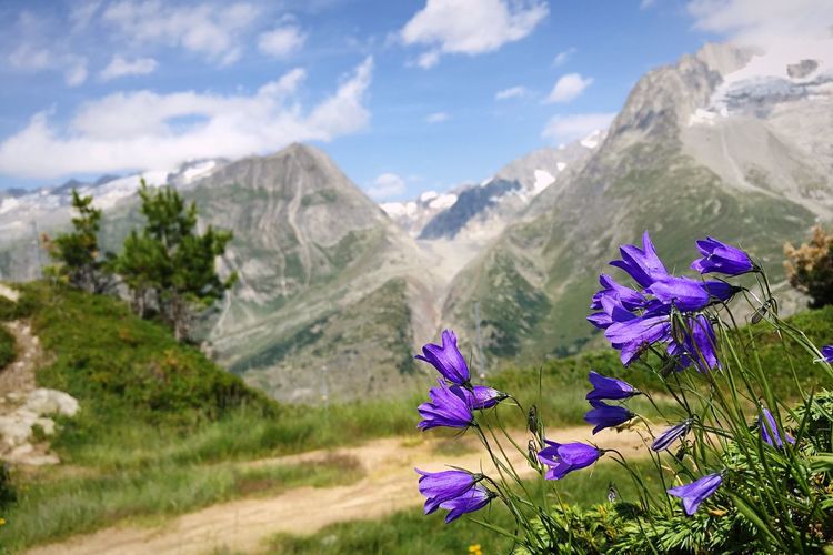 Scenic view of purple flowering plants against mountains