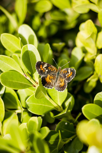 Close-up of butterfly on leaf