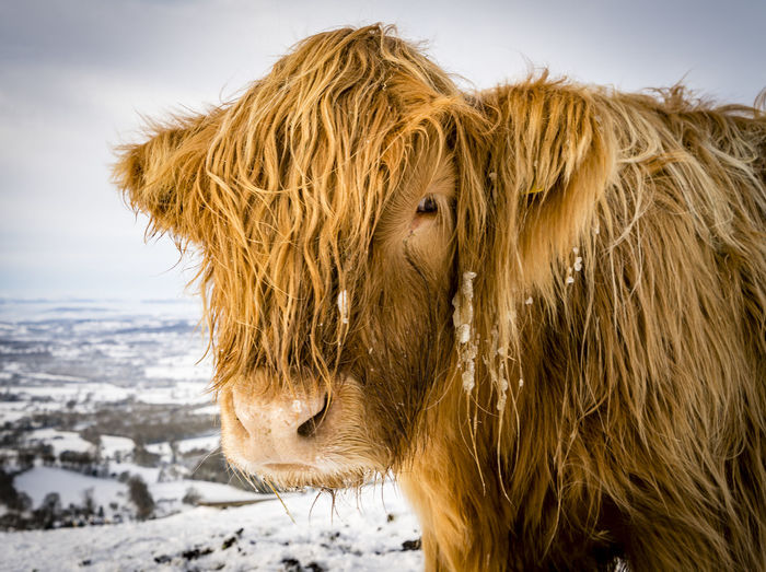Close-up portrait of highland cattle standing on snow field against cloudy sky
