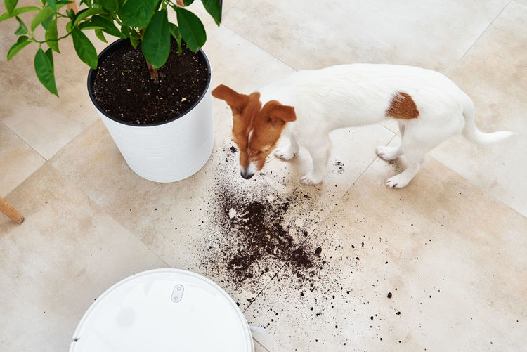 The dog scattered plant soil to the floor. pet damage concept. robot vacuum cleaner clean floor