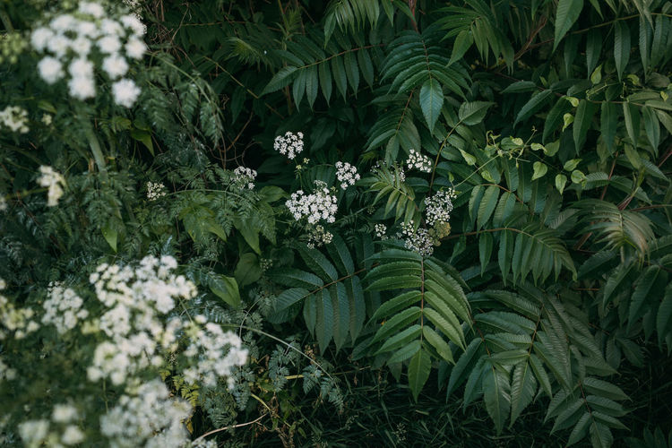 High angle view of flowering plant on field
