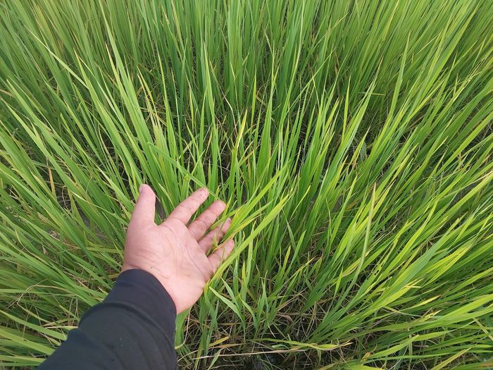 Cropped hand of woman touching plants