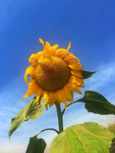 Close-up of fresh sunflower blooming against sky