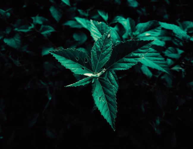 High angle view of plant leaves