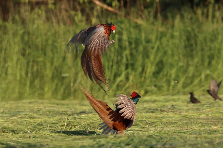 Duel of pheasants in the field