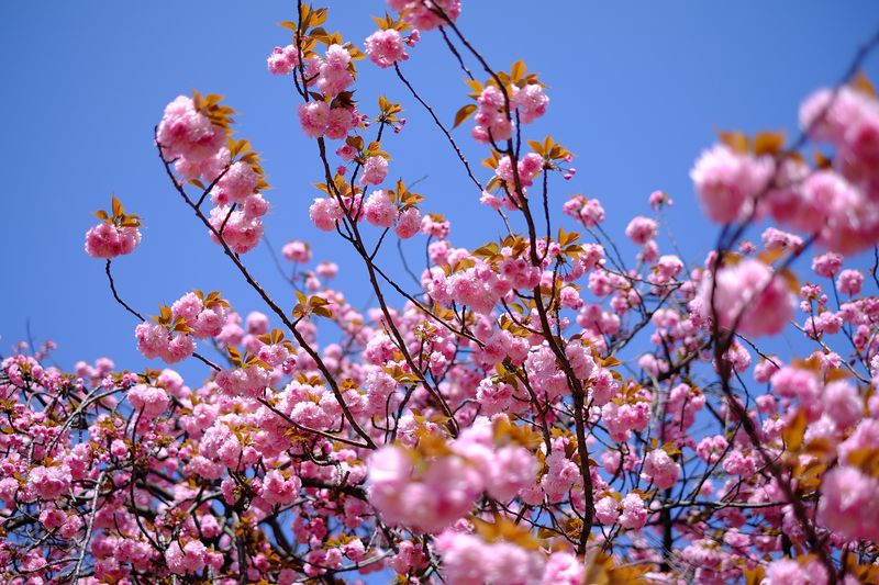 Cherry blossom against sky