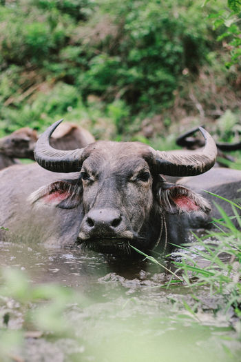 Portrait of buffalo in lake