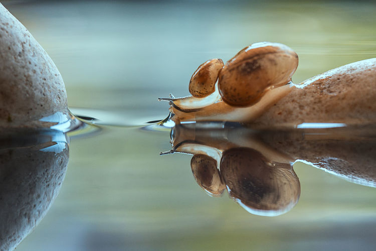 Reflection of snails in lake