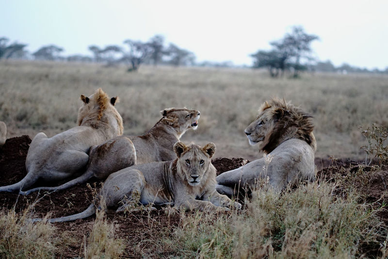 View of a group of lion cats on field looking at camera