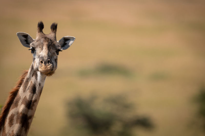 Masai giraffe poking long neck into frame