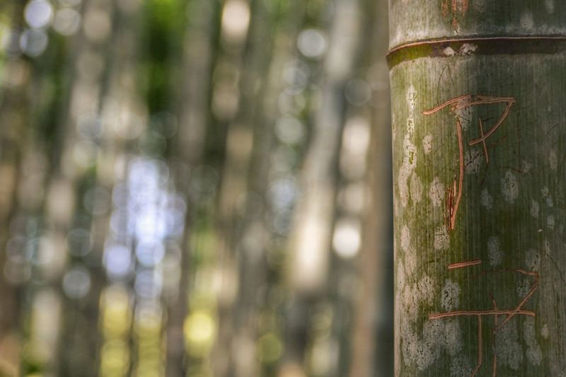Close-up of bamboo tree trunk in forest