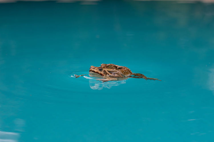 Close-up of frog swimming in lake