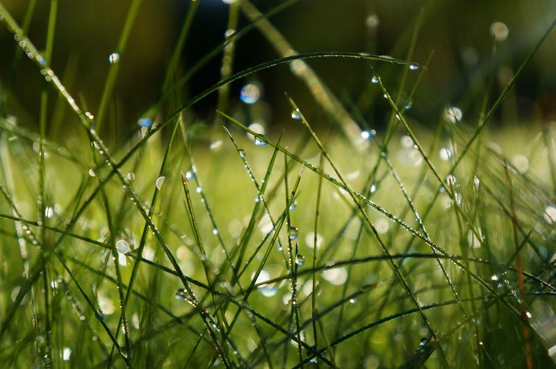 Close-up of water drops on a grass