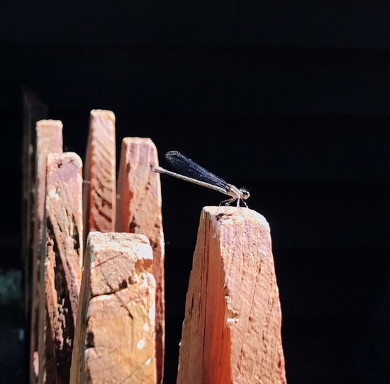 Close-up of dragonfly on wood post