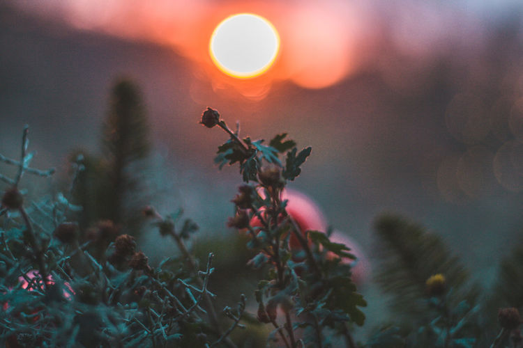 Close-up of plants growing outdoors during sunset