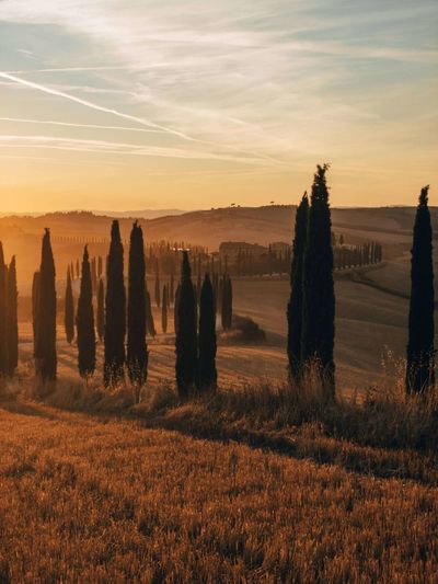 Scenic view of field against sky during sunset