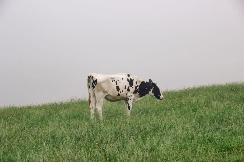 View of  a black and white cow on  green field against sky