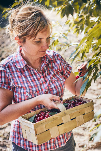 Woman picking cherries in orchard. gardener working in garden. farmer holding basket with ripe fruit