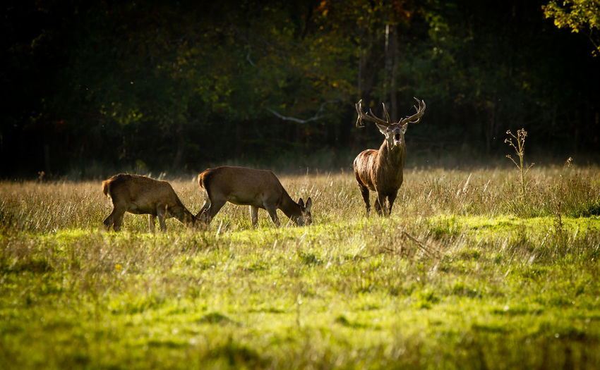 Three deer on grassy field against trees