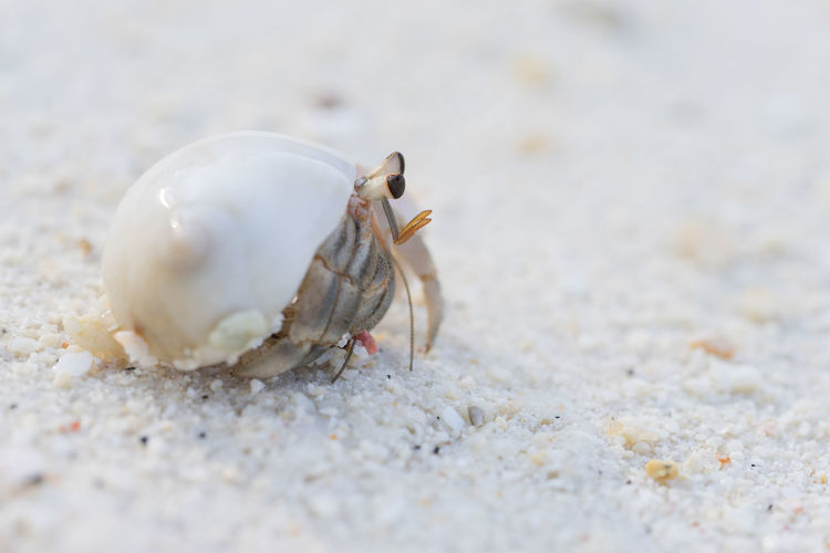 Close-up of hermit crab on sand